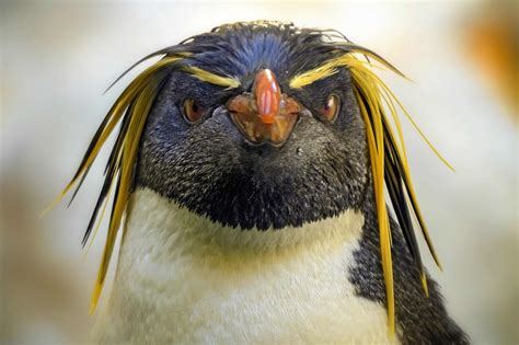 Do Penguins Have Feathers? What You Need to Know