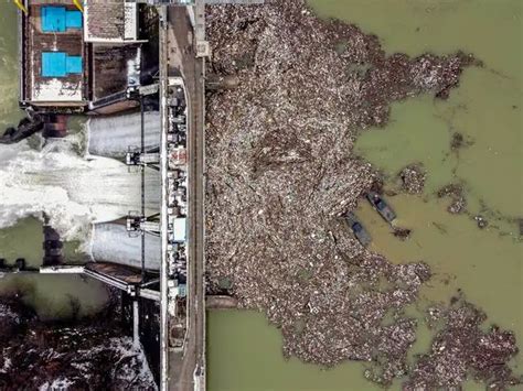 Polluted waters around the world show a stark reality - Rotten trees in ...