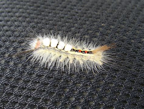 Wildlife Watching Wednesday: The White-Marked Tussock Moth Caterpillar ...