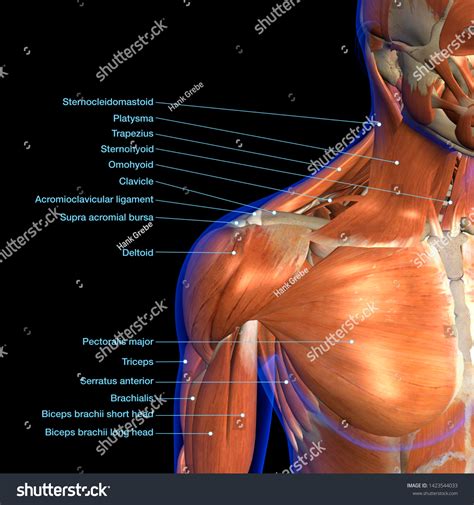 Labeled Anatomy Chart Neck Shoulder Muscles Stock Illustration ...