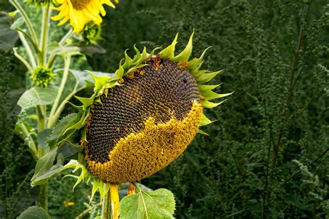 Saving Sunflower Seeds - latebloomerinbakerville
