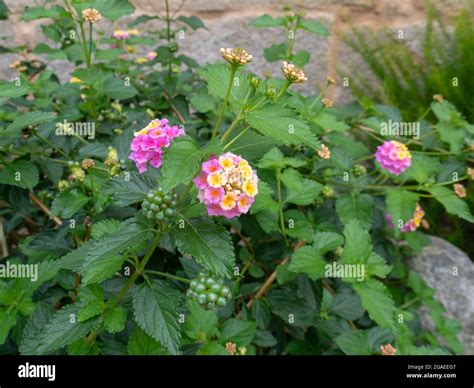 Lantana camara berries hi-res stock photography and images - Alamy