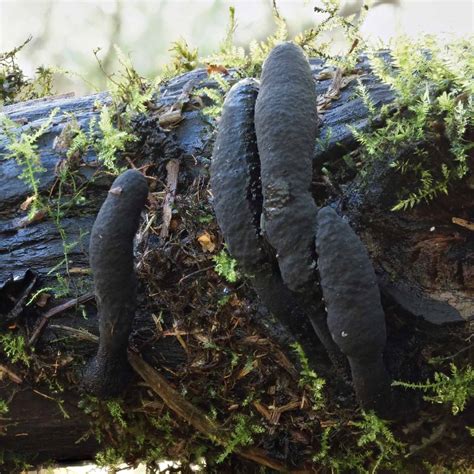 Xylaria longipes