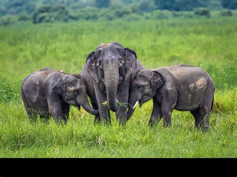 Example of Animals Can Swim 的图像结果