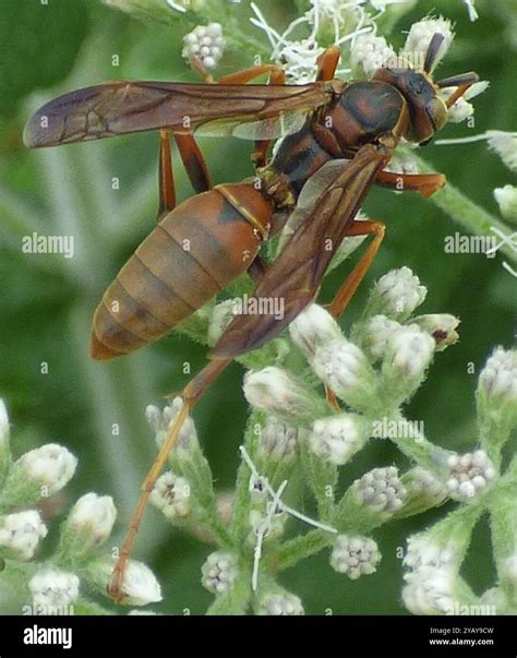 Northern Paper Wasp (Polistes fuscatus) Insecta Stock Photo - Alamy