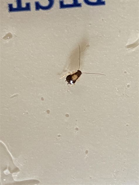 Bed bug nymphs? : r/pestcontrol