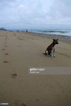 sanur x files lone and footprints on early morning sanur sanur x files lone and footprints on early morning sanur