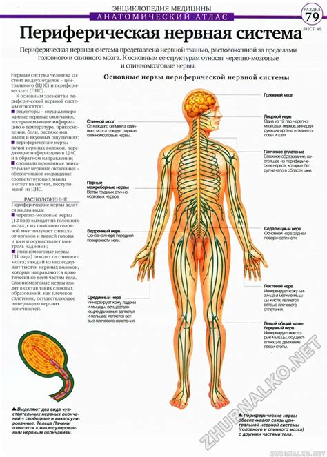 Нервная система человека анатомия и физиология