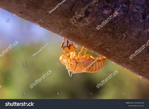 Image result for Empty Cicada Shell