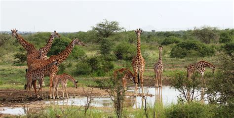 Giraffes Predators