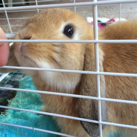 The Best (and Worst) Cage Flooring for Your Rabbit — Hickory Ridge Hollands