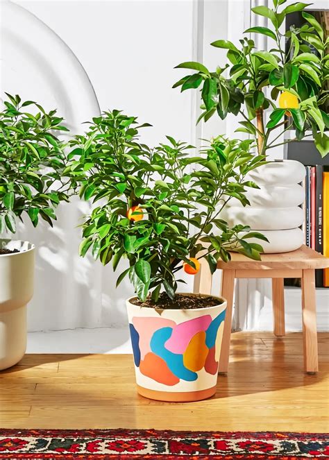 The Real Secret to ‘Lucky’ Plants (Hint: It’s Not Just Luck)
