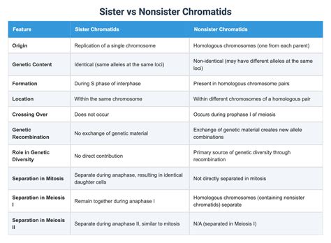 Sister vs Nonsister Chromatids