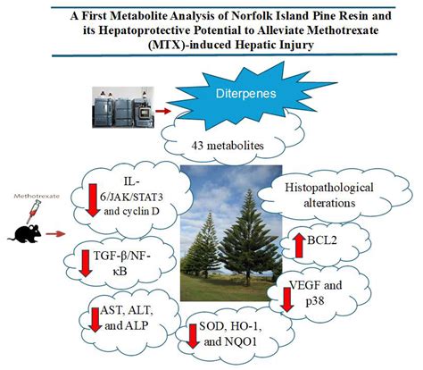 A First Metabolite Analysis of Norfolk Island Pine Resin and Its ...