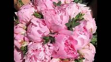 ca fiore le peonie fiori meravigliosi ca fiore le peonie fiori meravigliosi