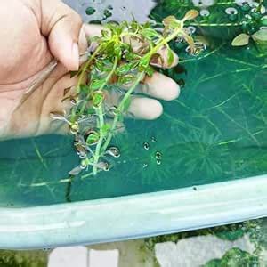 Limnophila Aromatica Mini Emersed Aquarium Plant (Emersed Plant, 10 ...