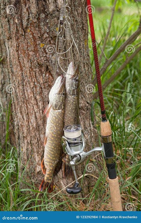 Putting Fish On Stringer 的图像结果