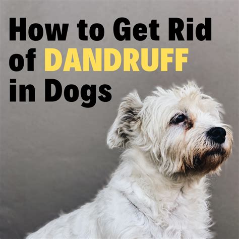 4 Types of Dandruff in Dogs & Easy Ways to Control It at Home | PetHelpful