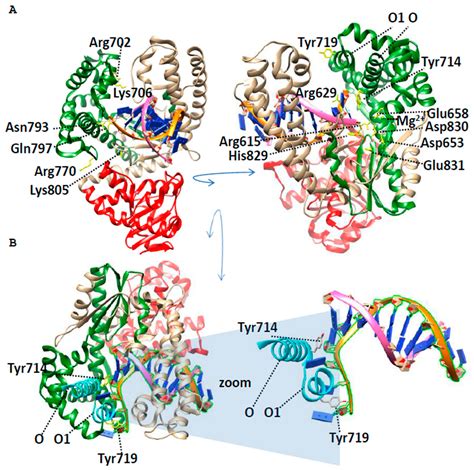 Bst DNA Polymerase: Structure, Properties and Engineering Strategies in ...