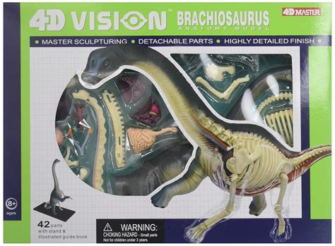 Famemaster 4D Vision Brachiosaurus Anatomy Model : Amazon.in: Toys & Games