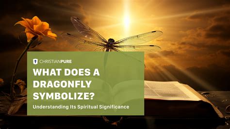 What Does A Dragonfly Symbolize In The Bible? Understanding its ...
