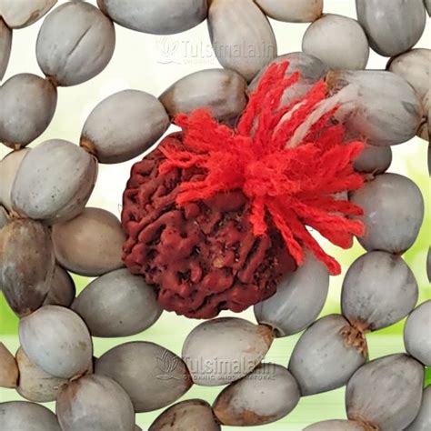 Vaijanti Mala Buy Online 5mm Beads with 1 Rudraksha | Original Vaijanti ...