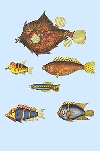 Rare Tropical Fish of The East Indies The Indian Ocean Ceylon and ...
