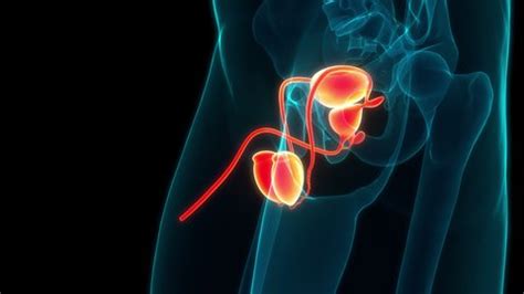 Male Reproductive System Animation 的图像结果