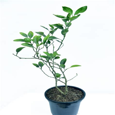 Cloud Farm Nimboo, Lemon (Seedless, Grafted) - Plant "Pack Of 1",CF_L65 ...