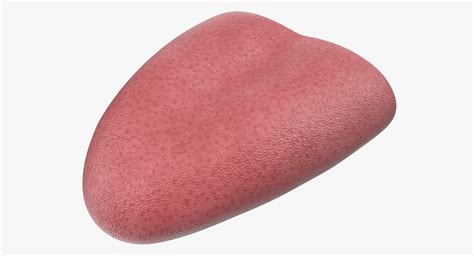 3D model Tongue Medical Model | 3D Molier International