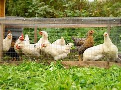 Image result for Raising Chickens