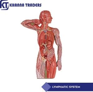 KHANNA TRADERS HUMAN LYMPHATIC SYSTEM ANATOMIC MODEL Anatomical Body ...