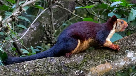 Forest Protection Key to Saving the Indian Giant Squirrel | Roundglass ...