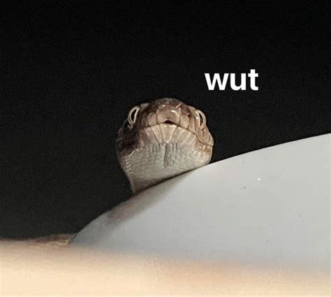 A Quick Guide to Snakes : r/Sneks