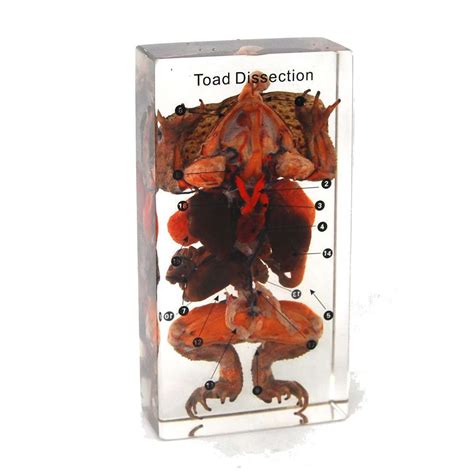 Toad Dissection Tutorial 的图像结果