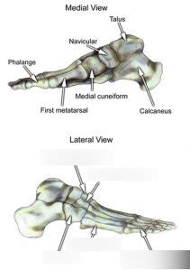 Image result for Toe Lateral View