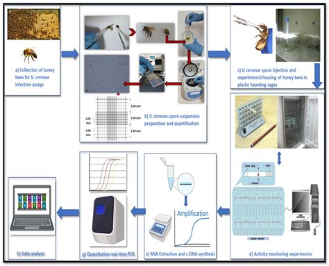 Immune Gene Expression and Locomotor Activity in Response to ...