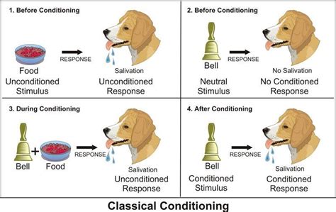 Classical Conditioning Explained 的图像结果