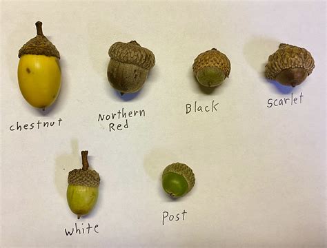 Acorns: Food on the Wild Side | Historic Union County