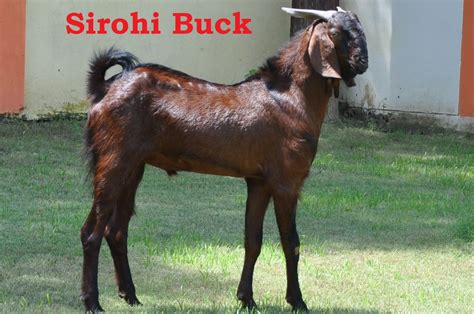 Goat Breeds at University Farm – duvasu mathura