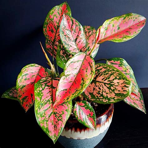 What Plant Can Grow Without Sunlight at Hayden Ness blog