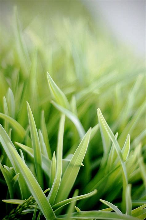 Which Planting Zone Is Portland Oregon? - Green Packs