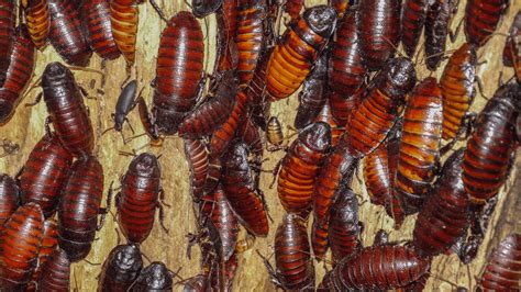 Hardest Pests To Get Rid Of - Proctor Pest Control