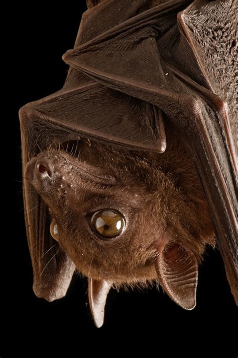 Do Bats Attack The Hammerhead Bat Is Real, But You Don't Need To Be