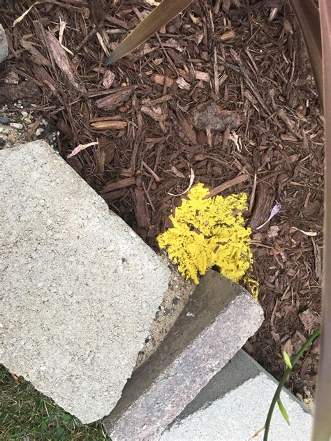 New Mulch Bed With Mysterious Fungus? Anyone have an idea what this ...