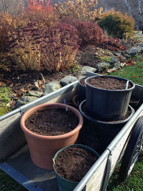 Image result for Spring Bulbs in Containers