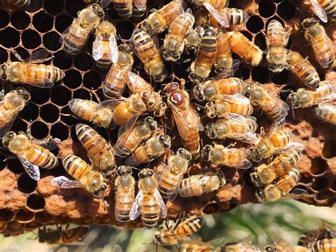 Queenspotting How To Find Your Queen Bee Beekeeping Spotting Queens, Beekeeping, Michael Bush