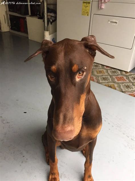 Brown Doberman With Uncropped Ears