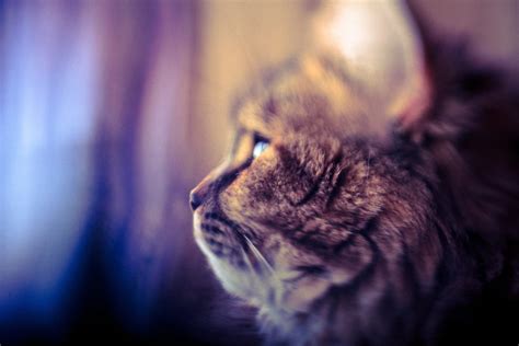 Image result for What Is Lens Whacking