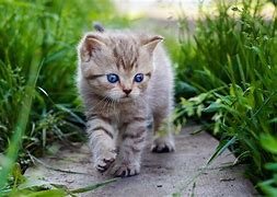 Image result for What Is the Cutest Cat